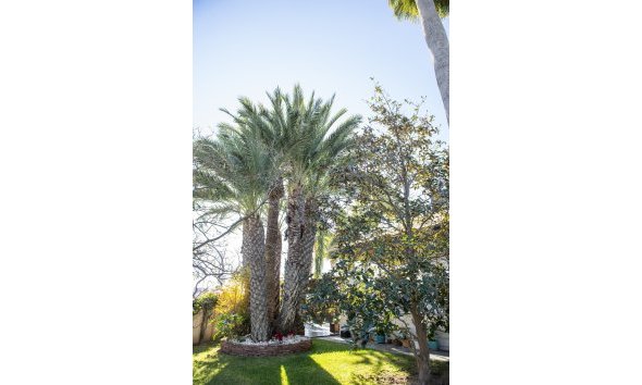Obra nueva - Villa -
San Pedro del Pinatar